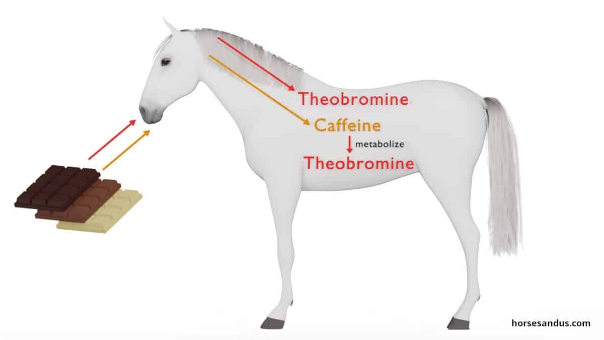 theobromine and caffeine ingestion in horses