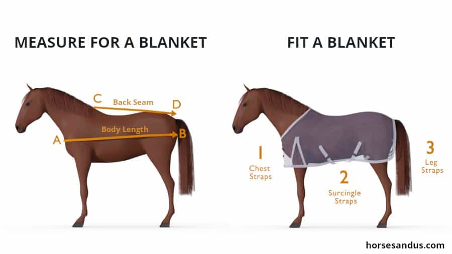 How to measure and fit a horse blanket [Visual Guide] - Horses and Us ...