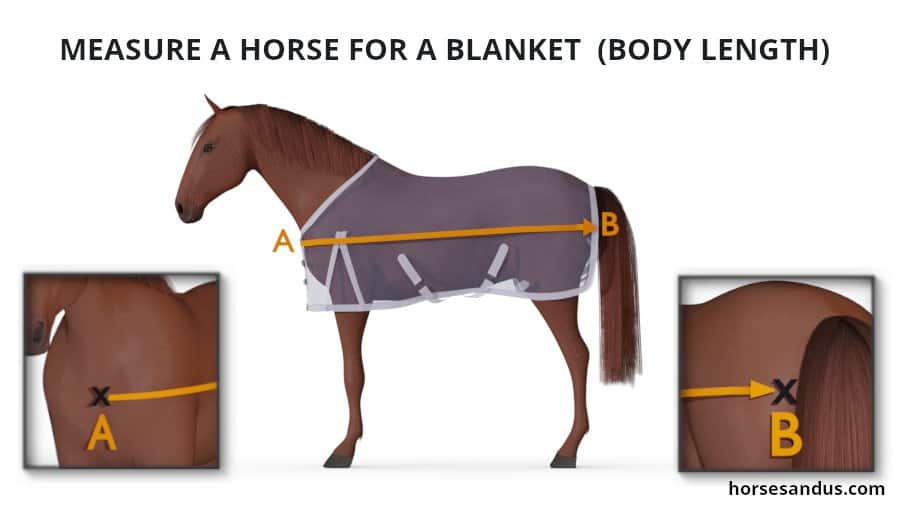 Measure a Horse Blanket - Body Length
