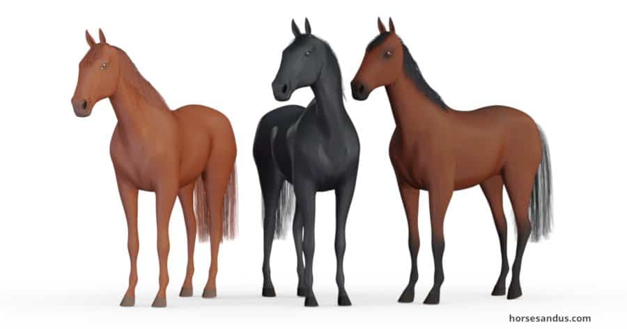 The 3 base horse coat colours