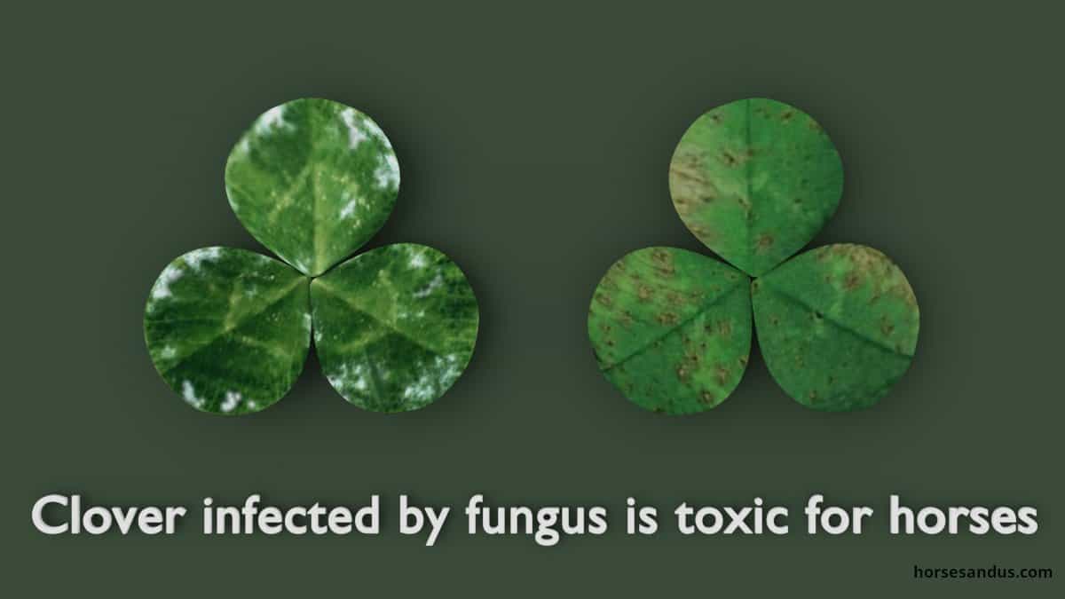 Fungus clover is toxic for horses
