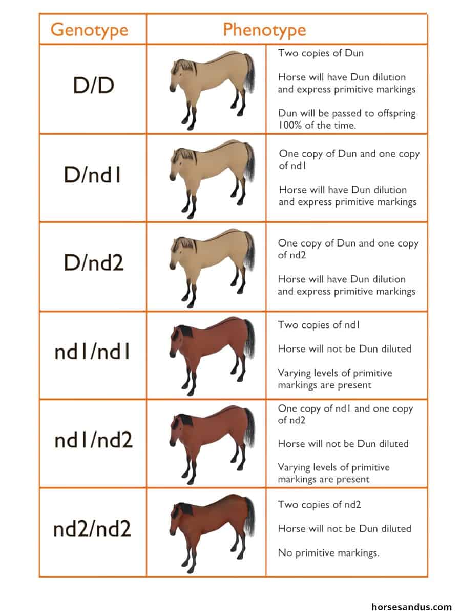 Dun horse genotype andphenotype