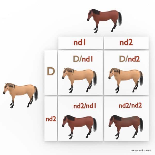 Horse dun gene sq4