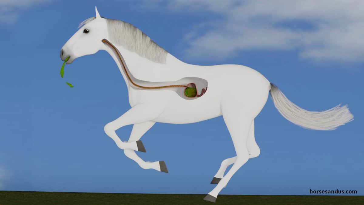 horse running and vomiting