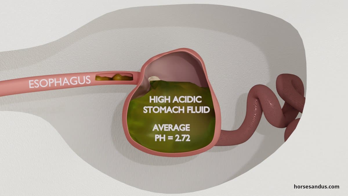 horse stomach acid fluid