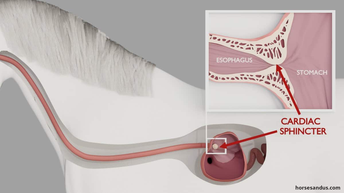 horse cardiac sphincter