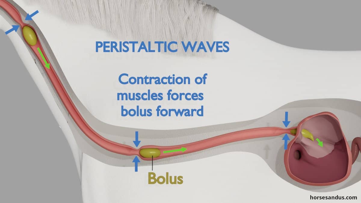 horse esophagus peristaltic waves