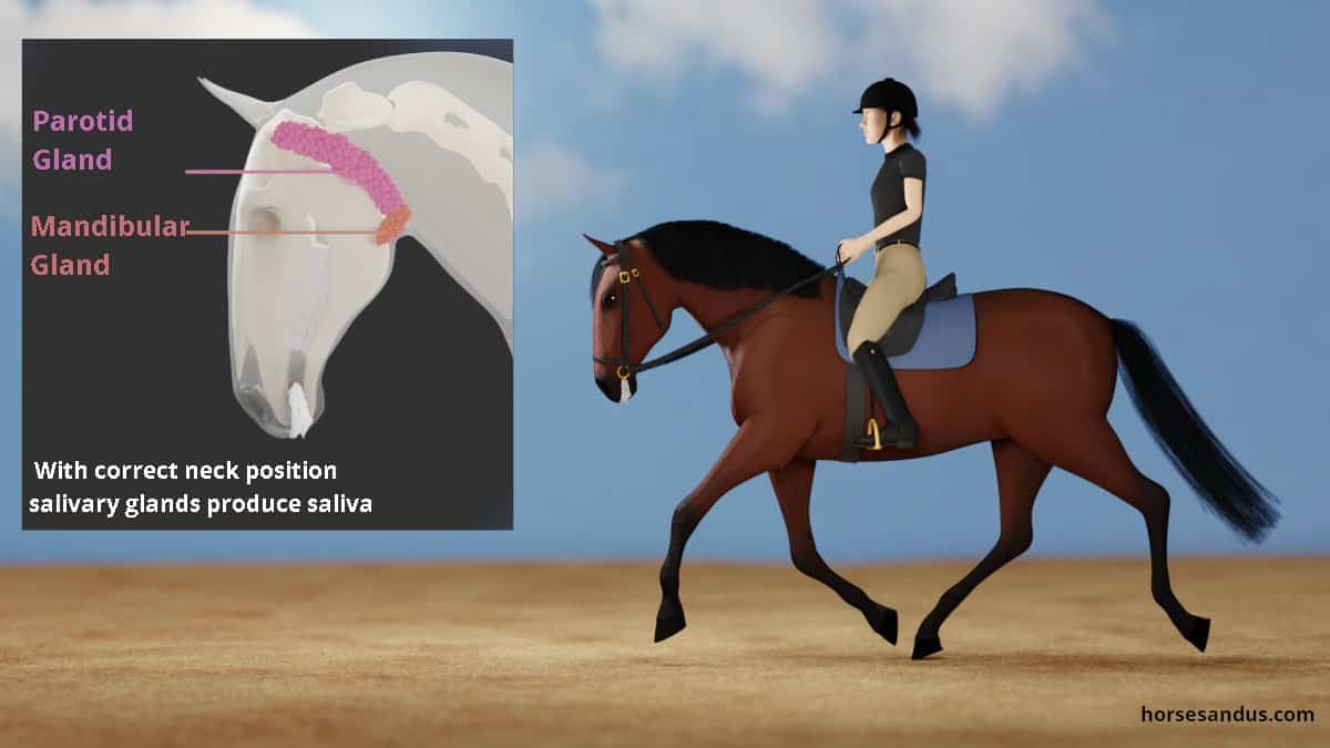 Relaxed horse with mouth foam