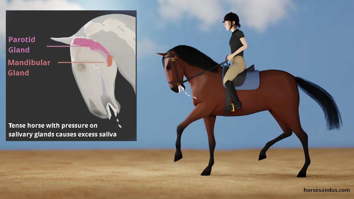Stressed horse with foam at the mouth