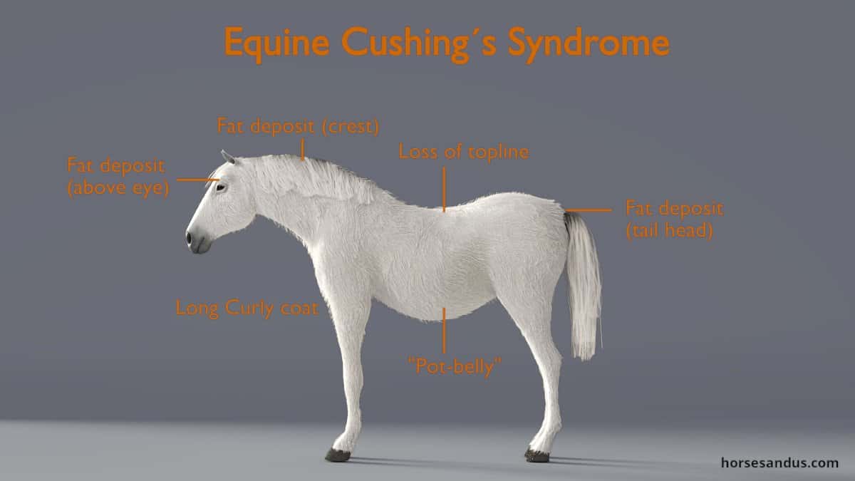 Equine Cushings Disease