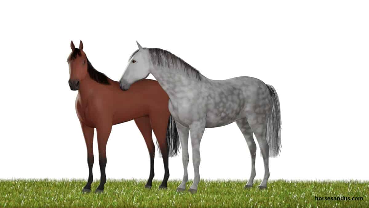 Horse life cycle - Filly and colt