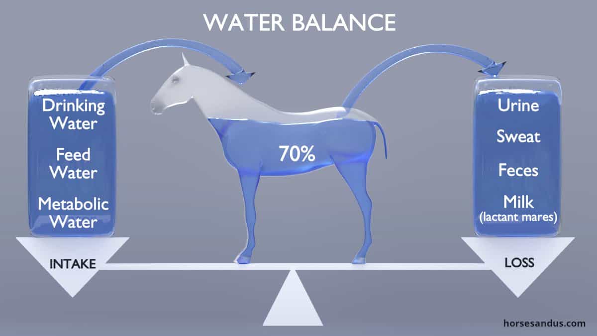 horses body water balance