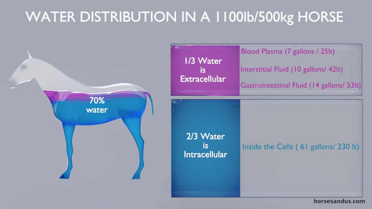 water distribution in horse´s body