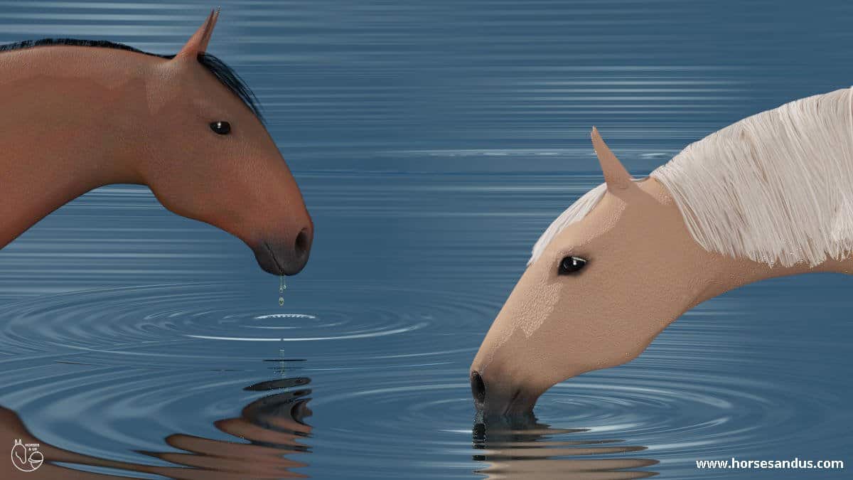 horses drinking water