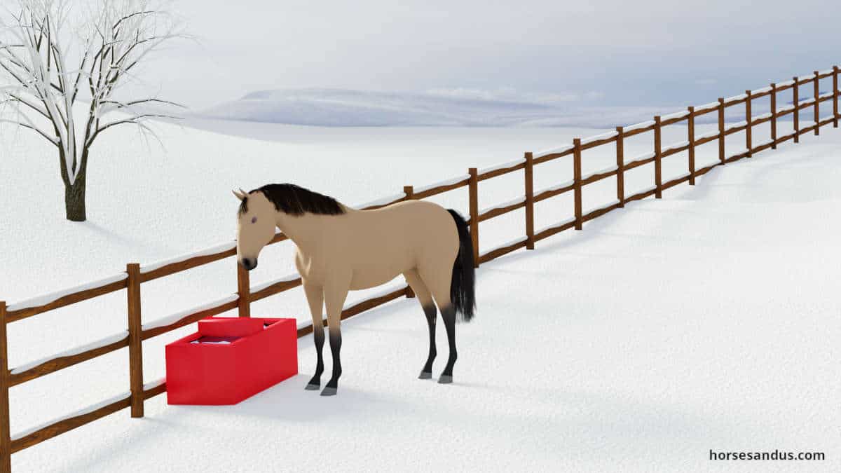 horse drinking in the winter