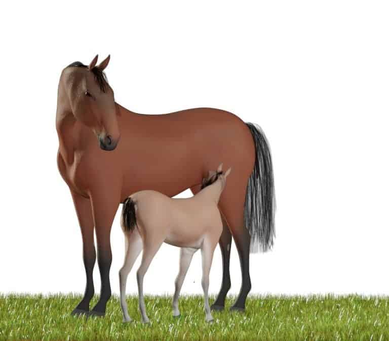 Horse life cycle - Mare and suckling Foal