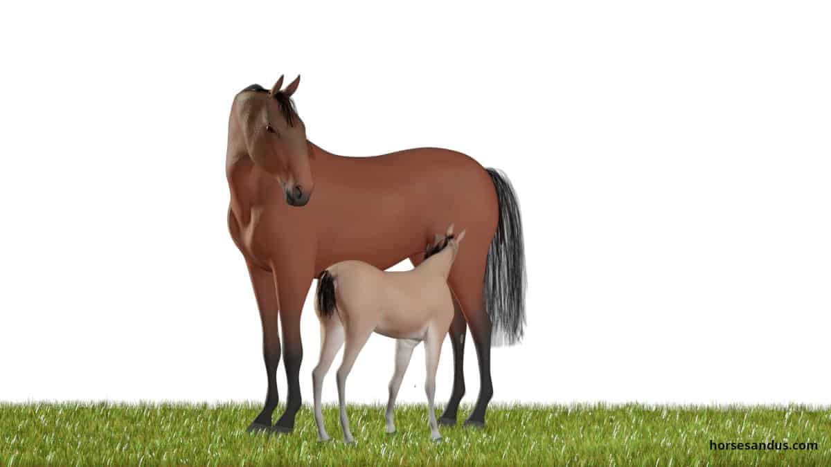 Horse life cycle - Mare and suckling Foal