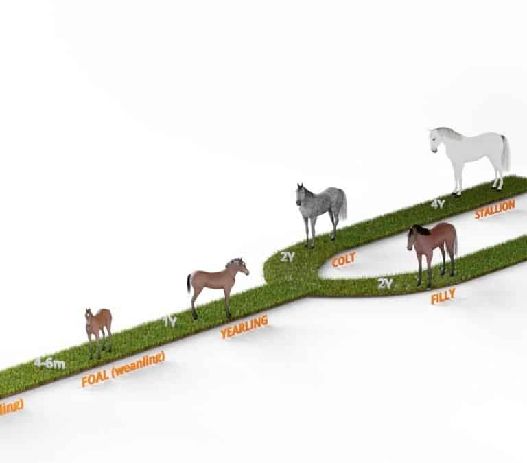 5 stages if horse life cycle