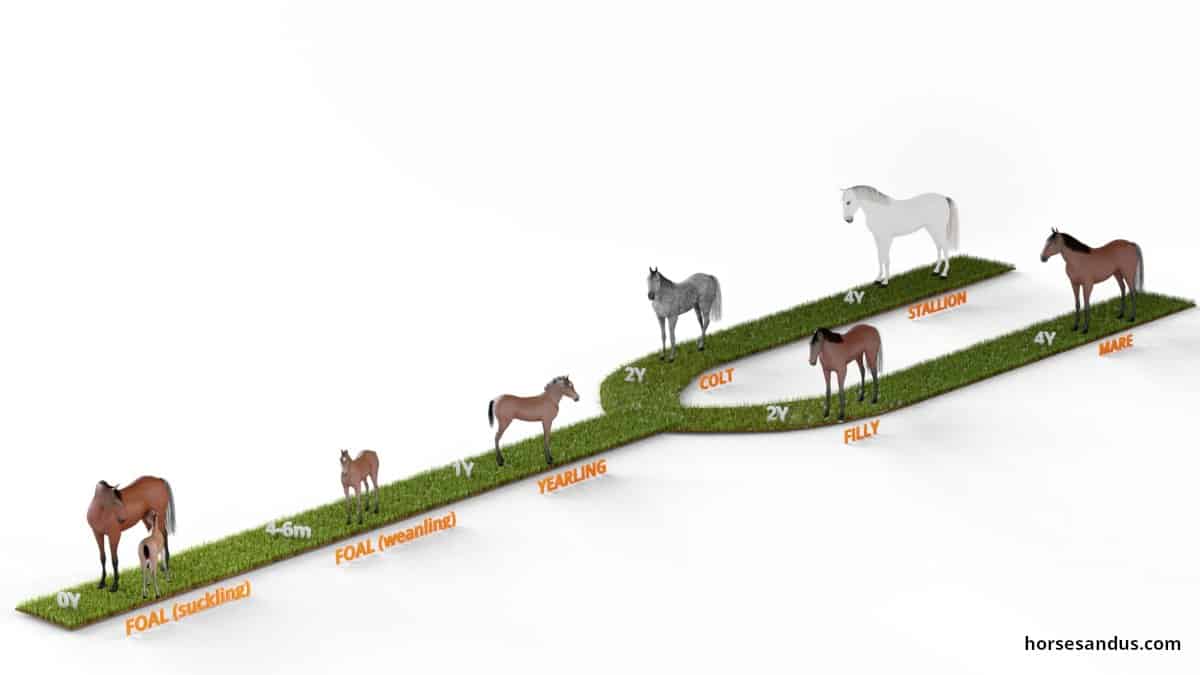 5 stages if horse life cycle