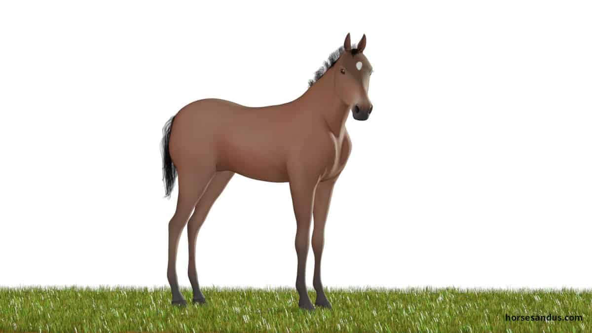 Horse life cycle - Yearling Foal