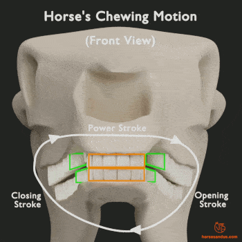 horse chewing motion diagram