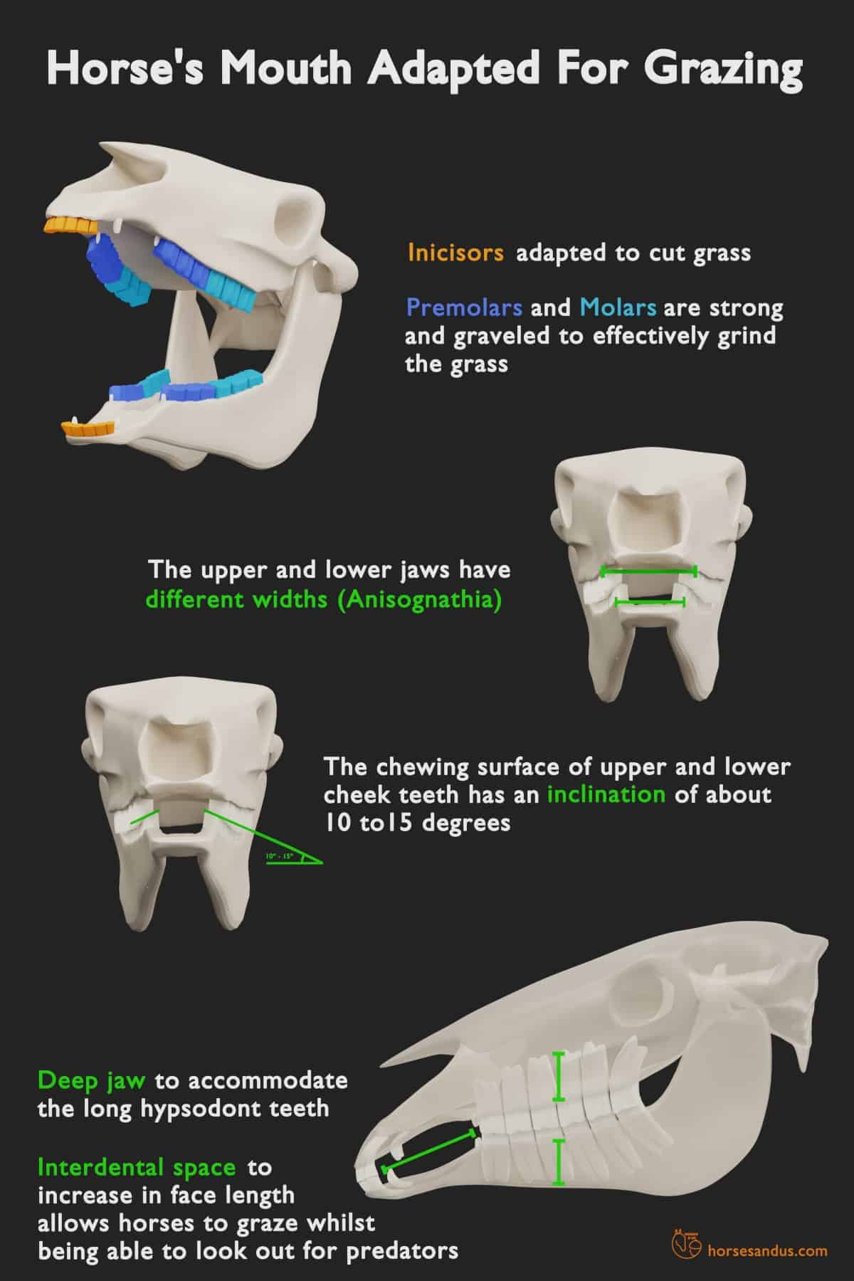 Horse mouth anatomy adaptations for grazing