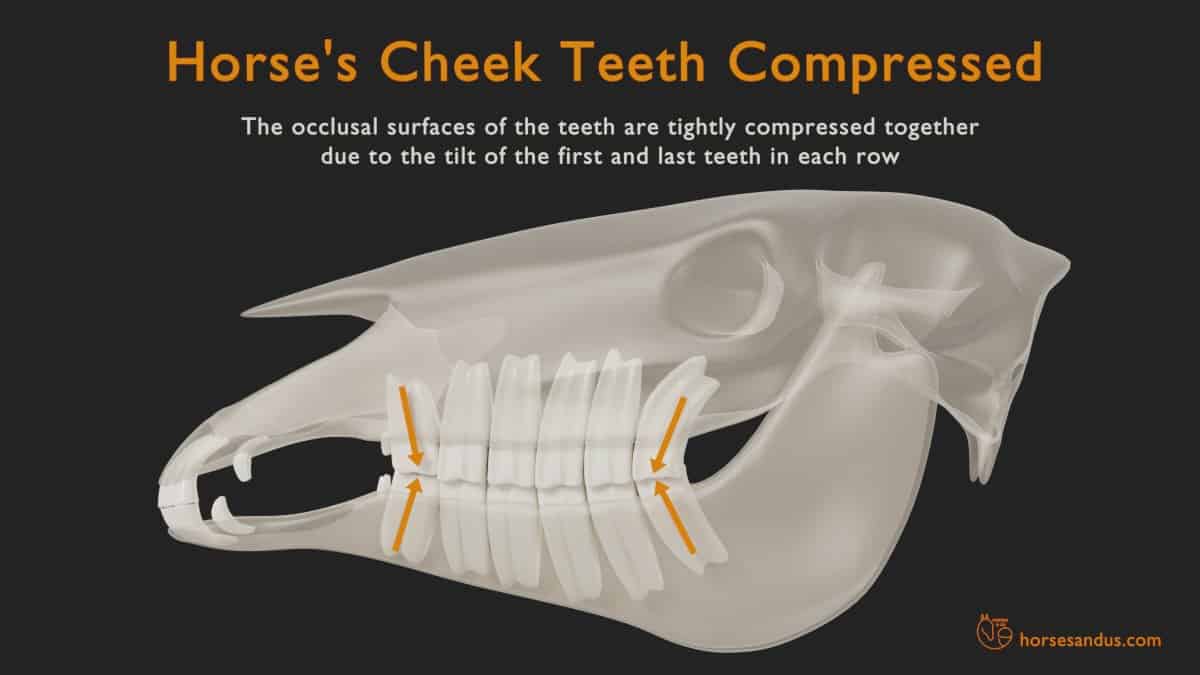 Horse teeth Anatomy - cheek teeth compressed together