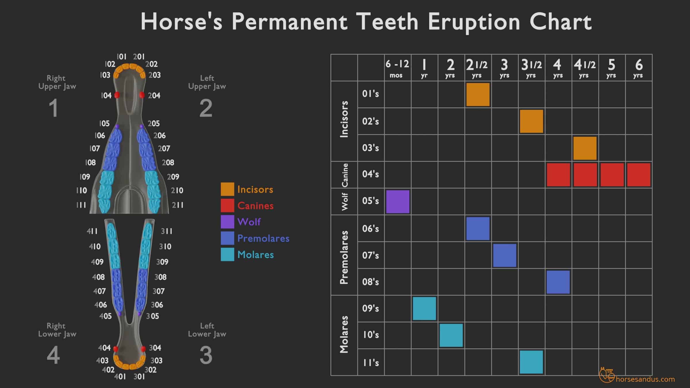 Aging a horse by his teeth - Permanent teeth eruption chart