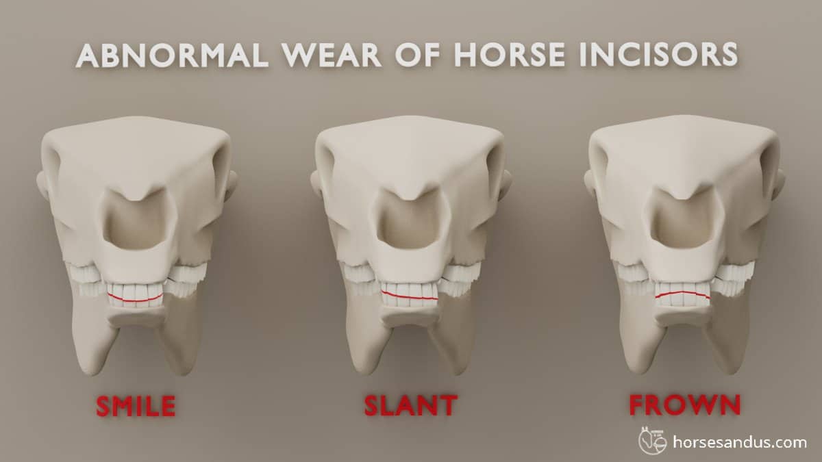 abnormal wear of horse incisors. Smile, Slant, Frown