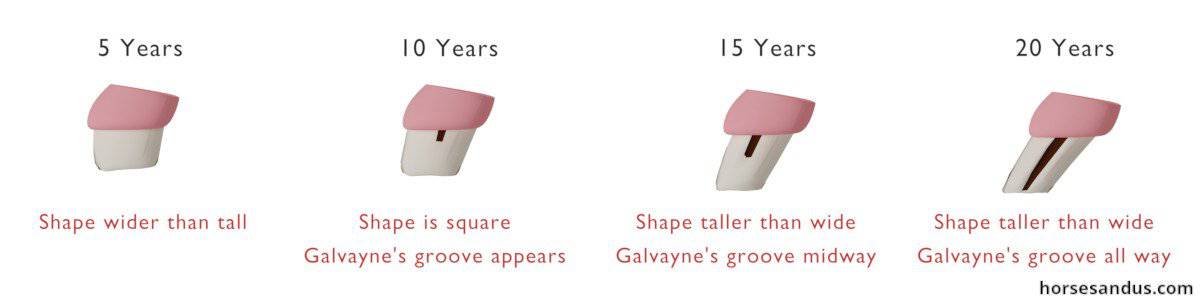 Aging a horse by its teeth - Equine Galvaynes groove