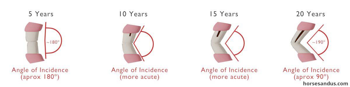 Aging a horse by its teeth - Incisors angle of incidence