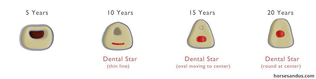 Aging a horse by its teeth - dental star
