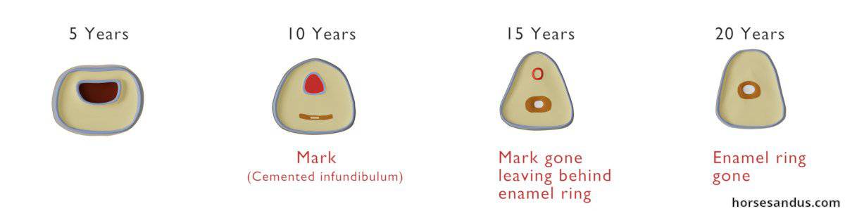 Aging a horse by its teeth - mark and enamel ring