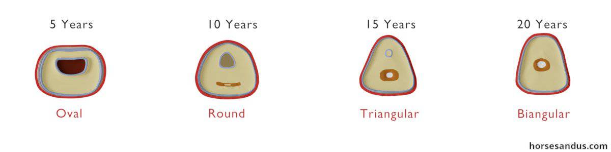 Aging a horse by its teeth - incisor shape