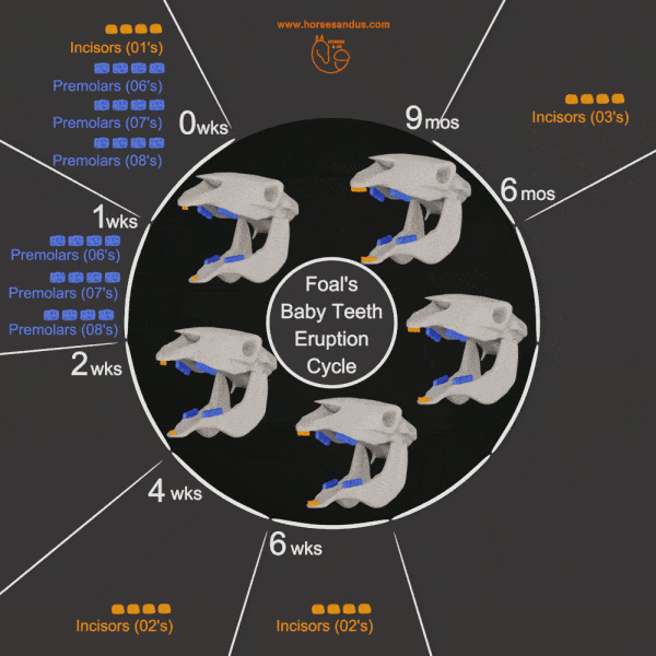 Horse baby teeth eruption dates