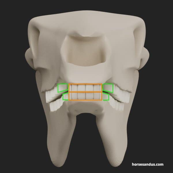 horse chewing - in resting position the incisors are aligned while the back cheek teeth are not touching each other
