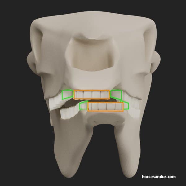 horse chewing - The incisors will need to separate to allow the check teeth to slide further laterally