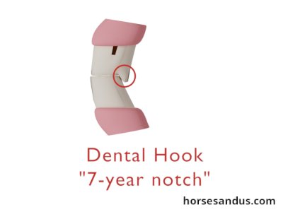aging a horse by its teeth - dental hook
