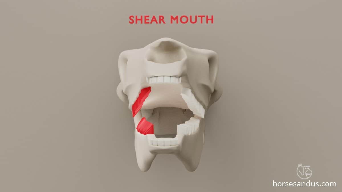 horse shear mouth - abnormal wear of cheek teeth