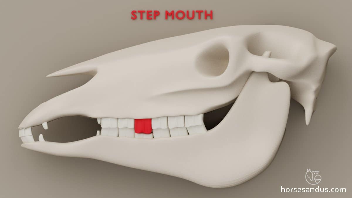 horse step mouth - abnormal wear of cheek teeth