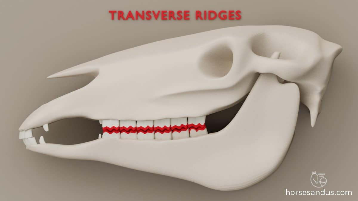 horse transverse ridges - abnormal wear of cheek teeth