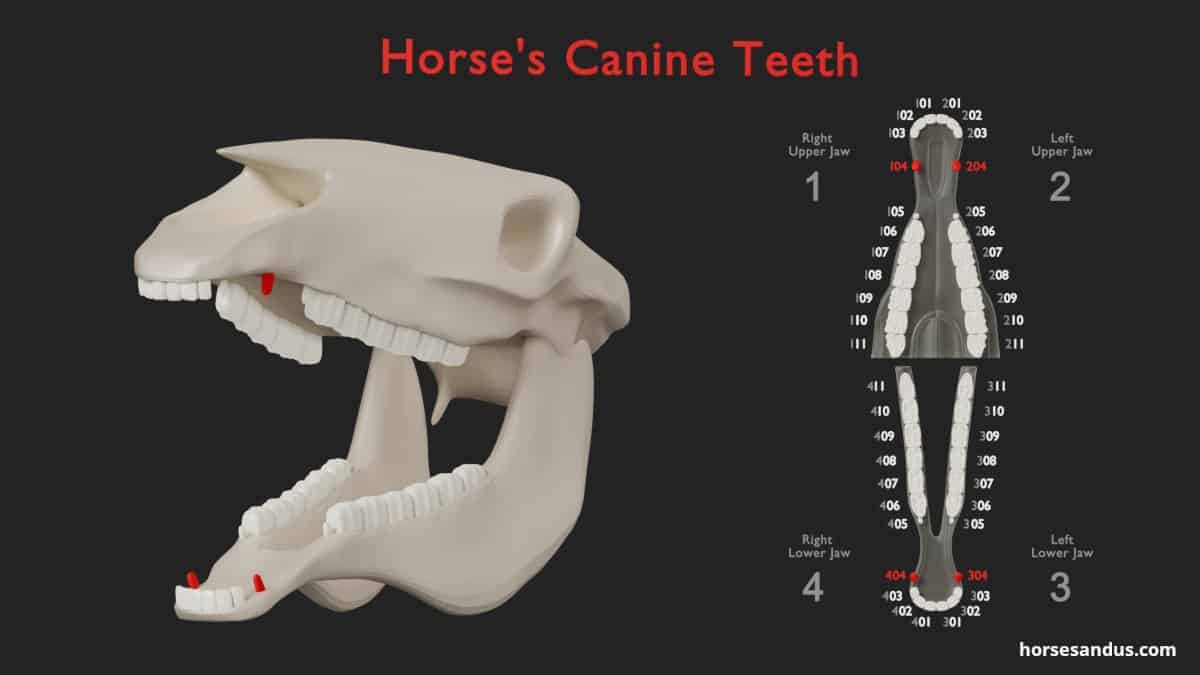Horse teeth anatomy - canine teeth