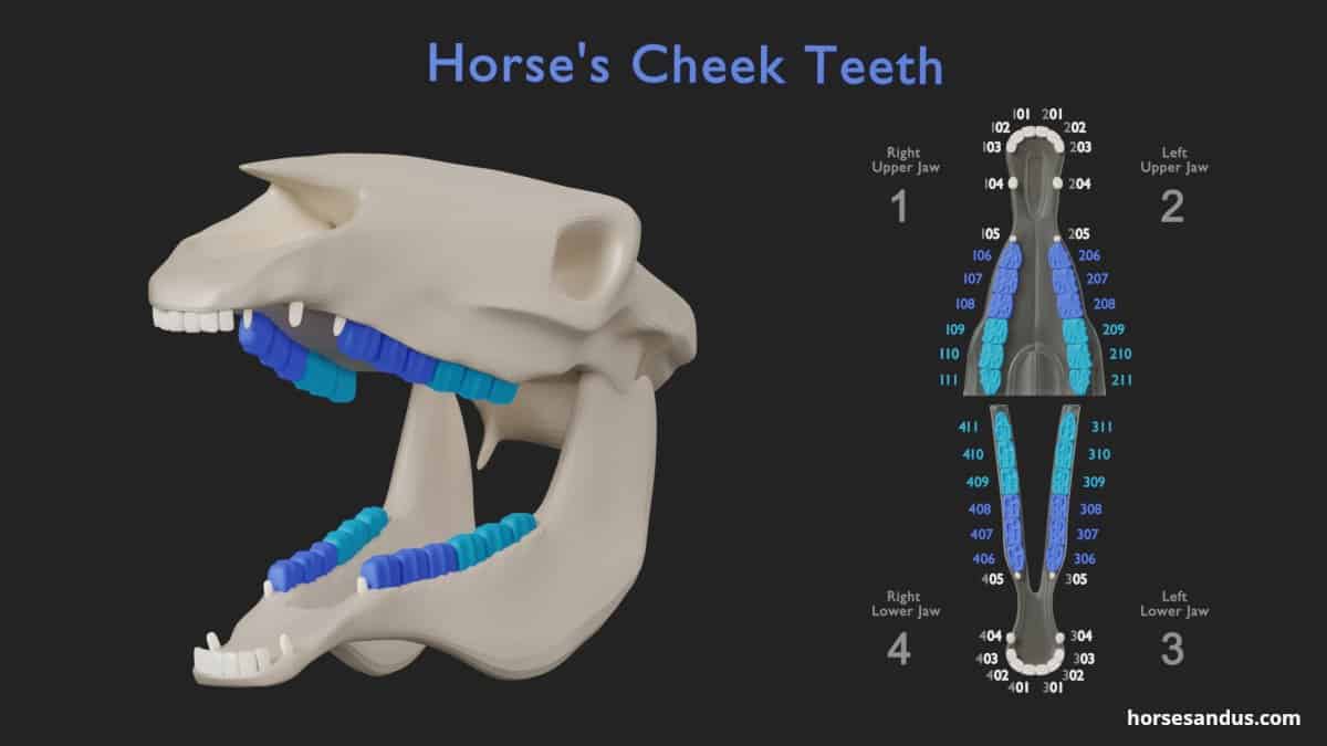 Horse teeth anatomy - cheek teeth (molars and premolars)