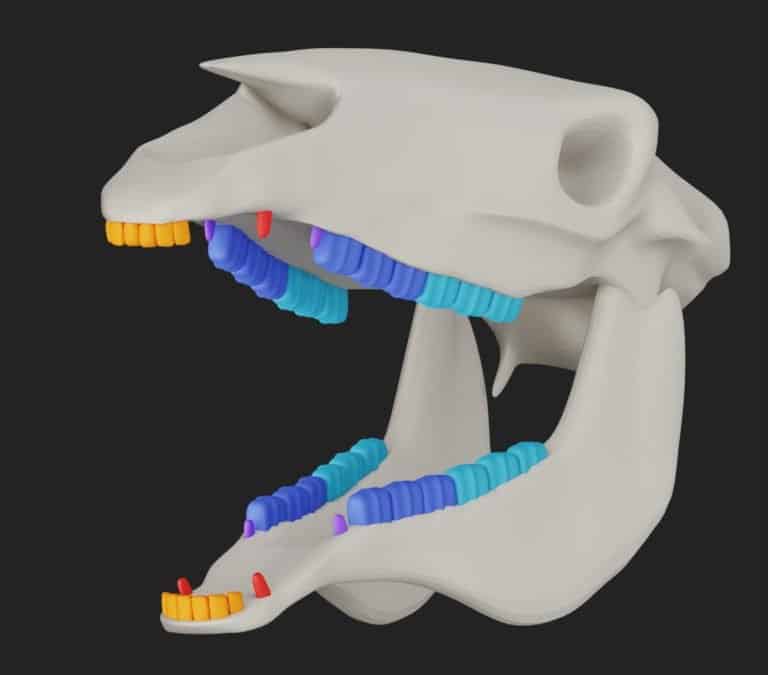 Horse teeth Anatomy and function