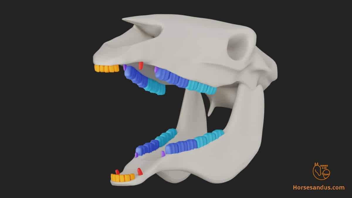 Horse teeth Anatomy and function