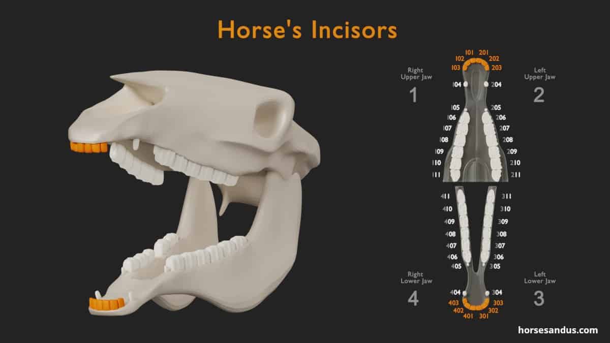 Horse teeth anatomy - Incisor teeth