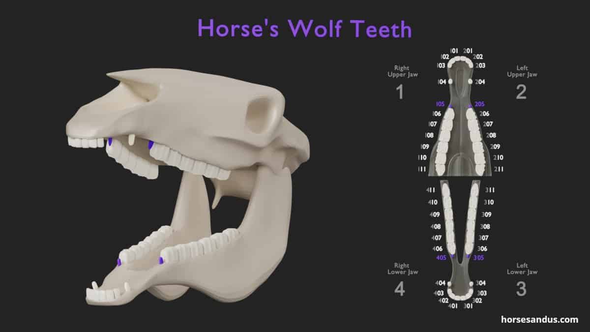 Horse teeth anatomy - wolf teeth