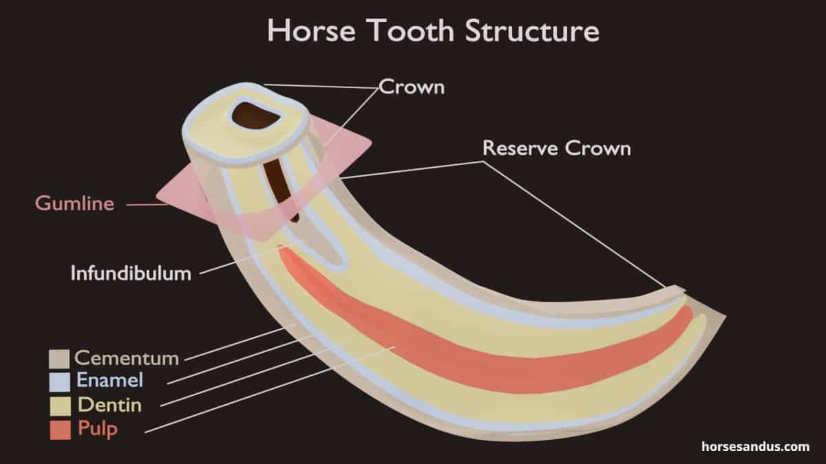Horse teeth anatomy - tooth structure. Showing crown, reserve crown, infundibulum, cementum, enamel, dentim and pulp