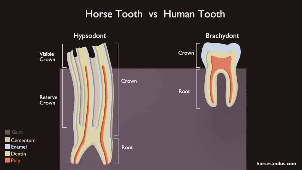 Horse teeth anatomy compared to human teeth anatomy