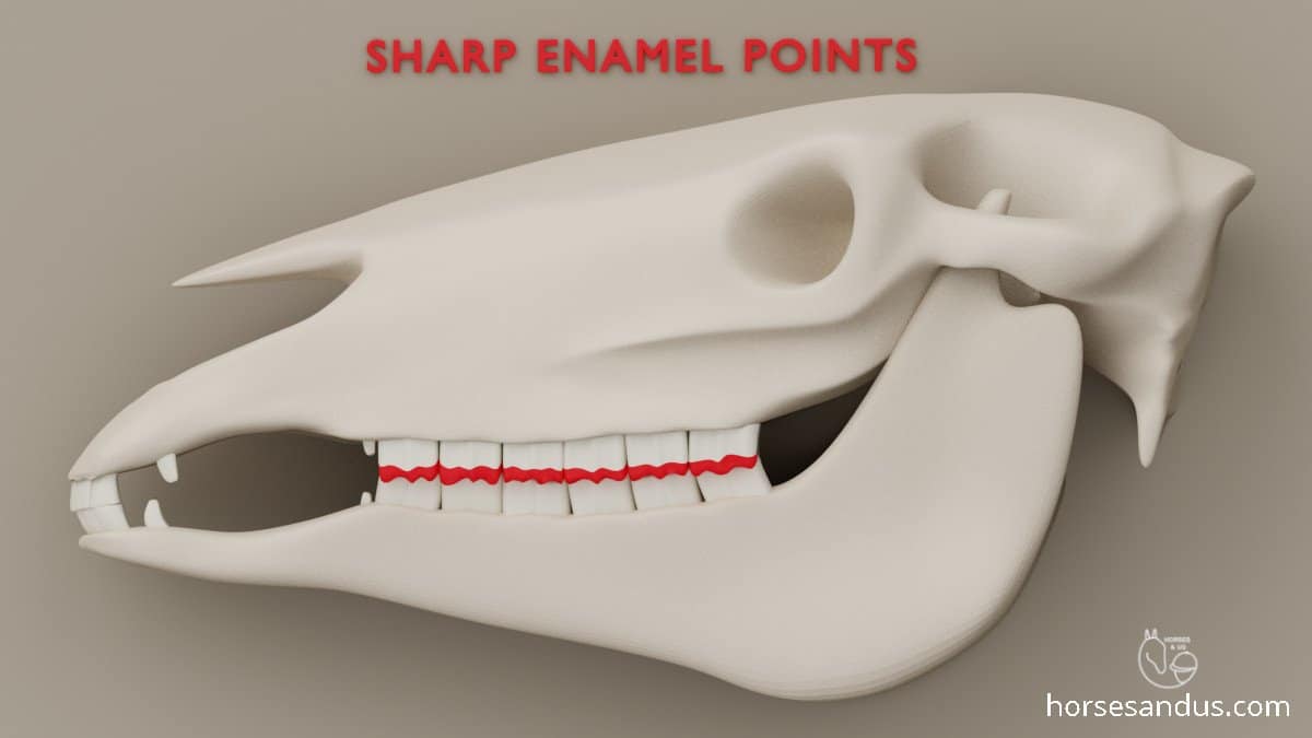 horse sharp enamel points - abnormal wear of cheek teeth